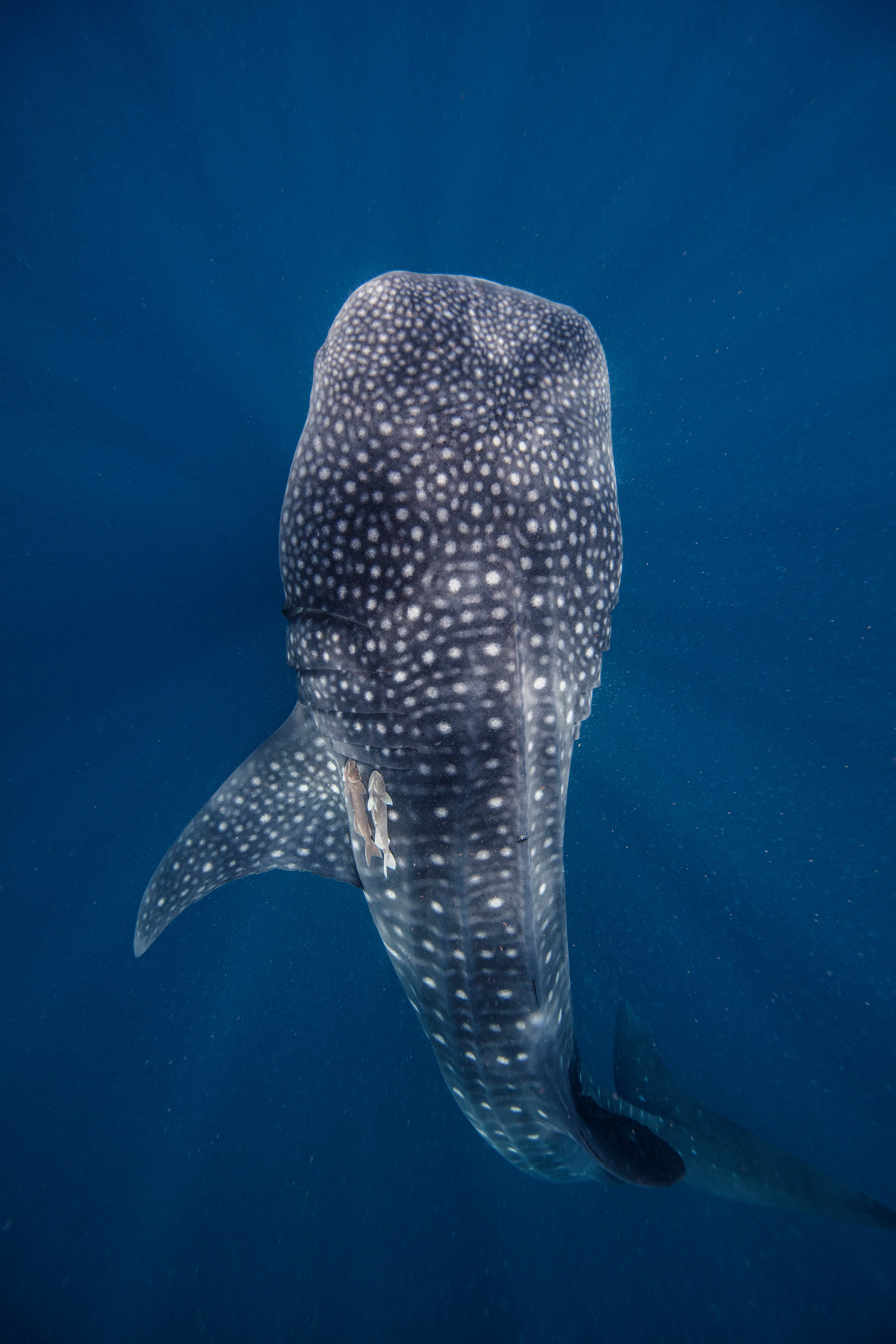 Areamare diving